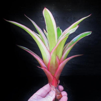 Quesnelia testudo 'Farro' | Bromeliad Paradise