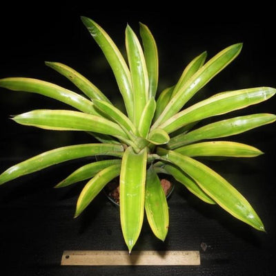 Quesnelia testudo 'Farro' | Bromeliad Paradise