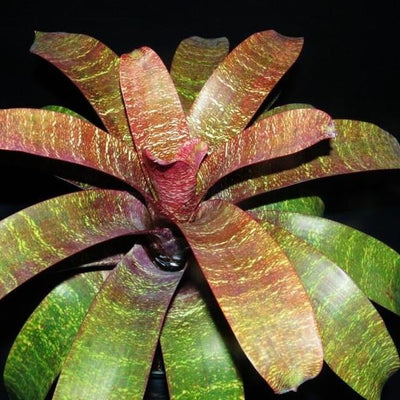 Vriesea fosteriana 'Red Chestnut' | Bromeliad Paradise