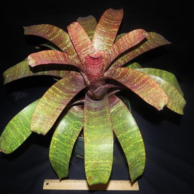 Vriesea fosteriana 'Red Chestnut' | Bromeliad Paradise