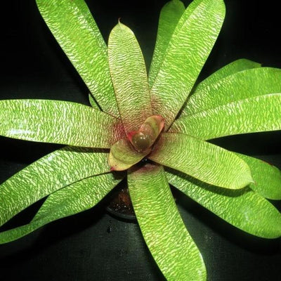 Vriesea 'Moinai' | Bromeliad Paradise