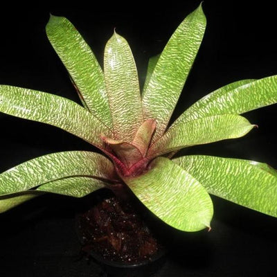 Vriesea 'Moinai' | Bromeliad Paradise
