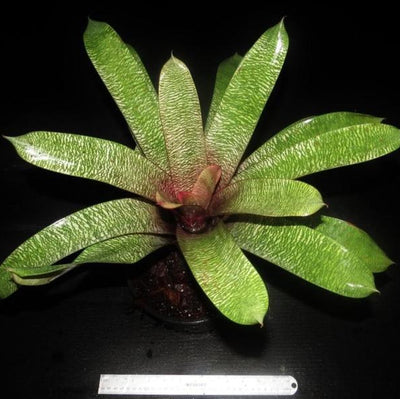 Vriesea 'Moinai' | Bromeliad Paradise