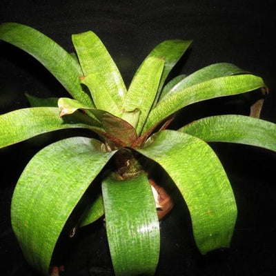 Vriesea 'Nova' x 'Red Chestnut' | Bromeliad Paradise