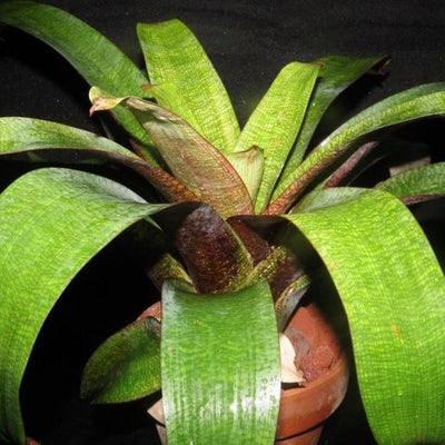 Vriesea 'Nova' x 'Red Chestnut' | Bromeliad Paradise