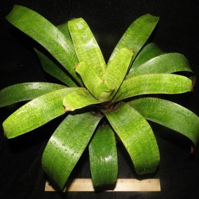 Vriesea 'Nova' x 'Red Chestnut' | Bromeliad Paradise