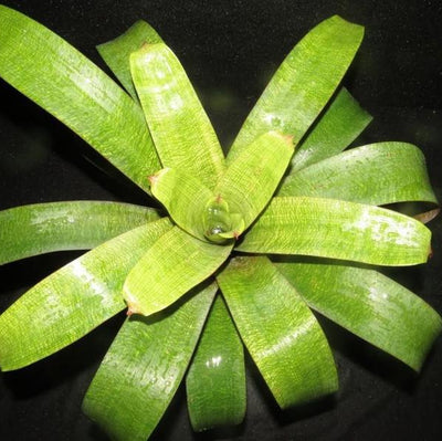 Vriesea 'Nova' x 'Red Chestnut' | Bromeliad Paradise