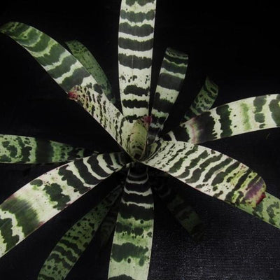 Vriesea 'Splenriet' | Bromeliad Paradise