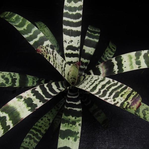 Vriesea 'Splenriet' | Bromeliad Paradise