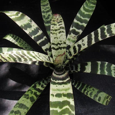 Vriesea 'Splenriet' | Bromeliad Paradise
