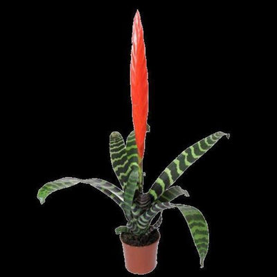 Vriesea 'Splenriet' | Bromeliad Paradise