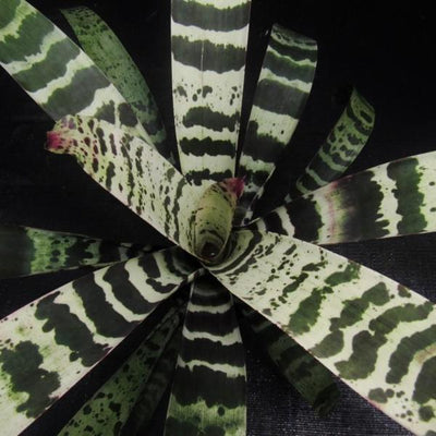 Vriesea 'Splenriet' | Bromeliad Paradise