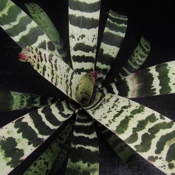 Vriesea 'Splenriet' | Bromeliad Paradise