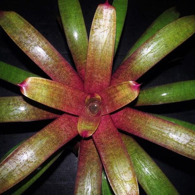 Vriesea 'Ume' (Japan) | Bromeliad Paradise