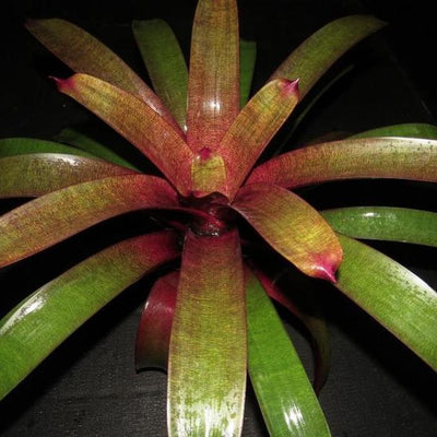 Vriesea 'Ume' (Japan) | Bromeliad Paradise