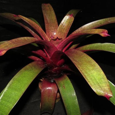 Vriesea 'Ume' (Japan) | Bromeliad Paradise