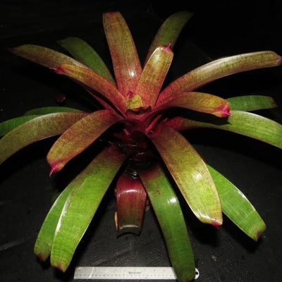 Vriesea 'Ume' (Japan) | Bromeliad Paradise