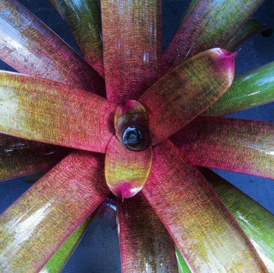 Vriesea 'Ume' (Japan) | Bromeliad Paradise