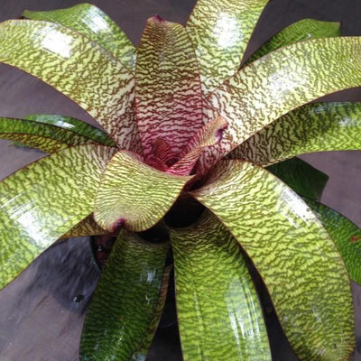 Vriesia hieroglyphica X fosteriana | Bromeliad Paradise