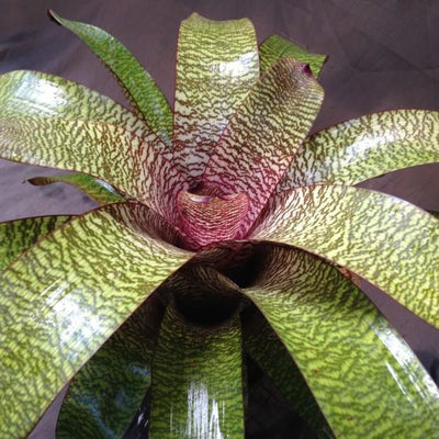Vriesia hieroglyphica X fosteriana | Bromeliad Paradise