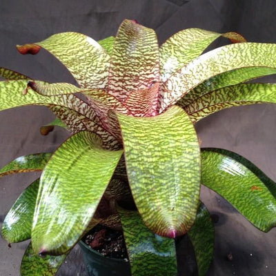 Vriesia hieroglyphica X fosteriana | Bromeliad Paradise