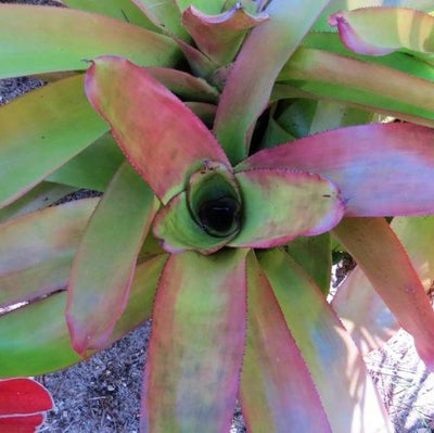 xAndrolaechmea - Aechmea fasciata x Androlepis skinneri | Bromeliad Paradise