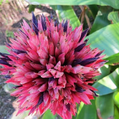 xAndrolaechmea - Aechmea fasciata x Androlepis skinneri | Bromeliad Paradise