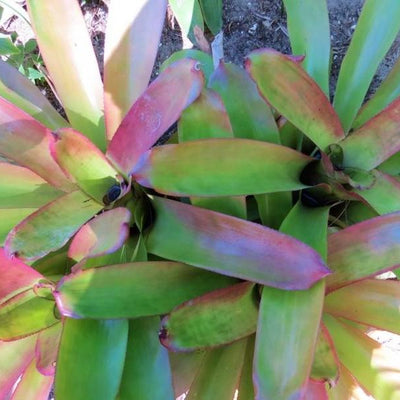 xAndrolaechmea - Aechmea fasciata x Androlepis skinneri | Bromeliad Paradise