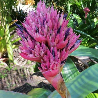 xAndrolaechmea - Aechmea fasciata x Androlepis skinneri | Bromeliad Paradise