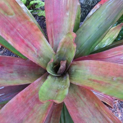 xAndrolaechmea 'Lynyrd Skynyrd' | Bromeliad Paradise