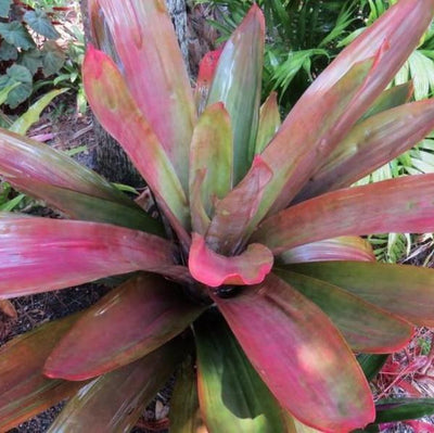 xAndrolaechmea 'Lynyrd Skynyrd' | Bromeliad Paradise