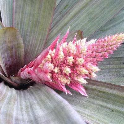 xAndrolaechmea 'Lynyrd Skynyrd' | Bromeliad Paradise