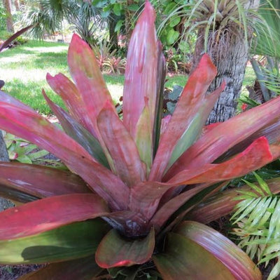 xAndrolaechmea 'Lynyrd Skynyrd' | Bromeliad Paradise