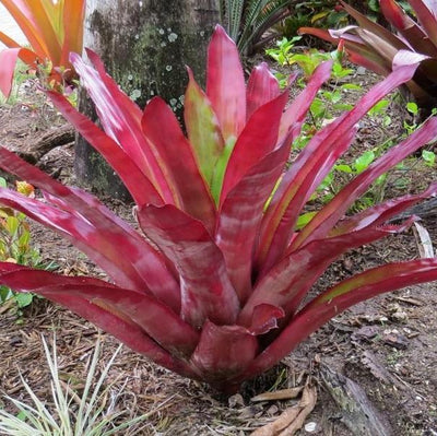 xAndrolaechmea 'Sampson' | Bromeliad Paradise