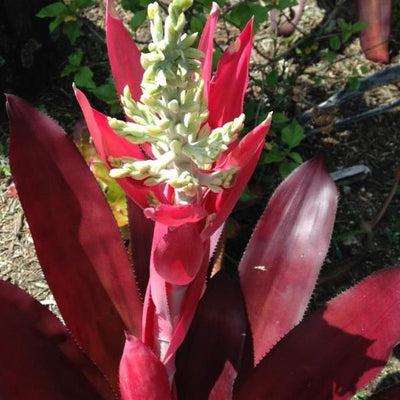 xAndrolaechmea 'Sampson' | Bromeliad Paradise