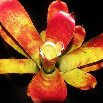 xHoehenmea (Ae. chantnii 'Pink Goddess' x Ho. castellanosii) | Bromeliad Paradise