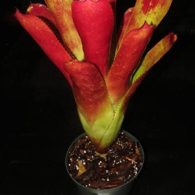 xHoehenmea (Ae. chantnii 'Pink Goddess' x Ho. castellanosii) | Bromeliad Paradise