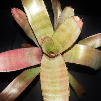 xNeomea 'Calypso' | Bromeliad Paradise
