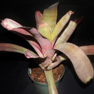 xNeomea 'Calypso' | Bromeliad Paradise