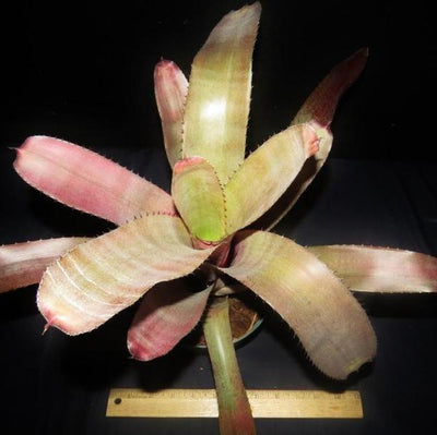 xNeomea 'Calypso' | Bromeliad Paradise