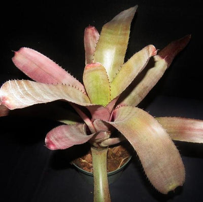 xNeomea 'Calypso' | Bromeliad Paradise