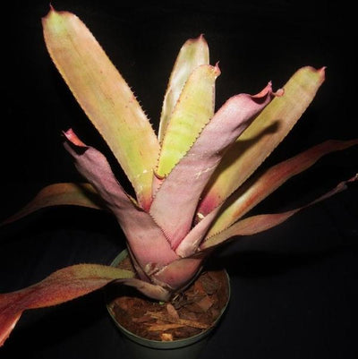 xNeomea 'Cerci' | Bromeliad Paradise