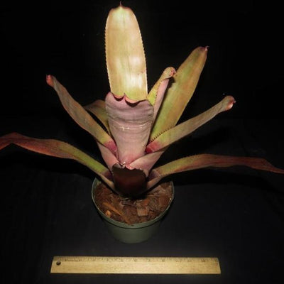 xNeomea 'Cerci' | Bromeliad Paradise