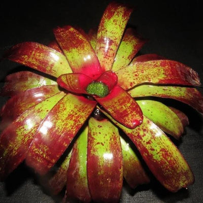 xNiduregelia (Nid. 'Skotak's Rojo' X Neo. 'Blood Plum') | Bromeliad Paradise