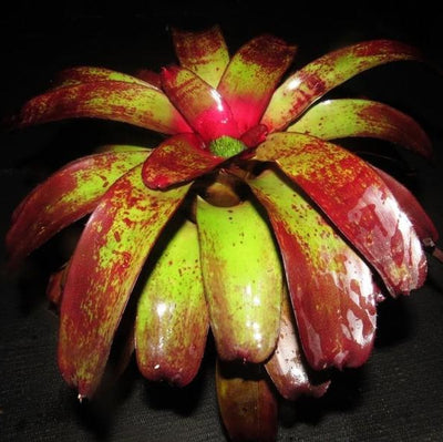 xNiduregelia (Nid. 'Skotak's Rojo' X Neo. 'Blood Plum') | Bromeliad Paradise