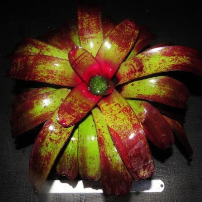 xNiduregelia (Nid. 'Skotak's Rojo' X Neo. 'Blood Plum') | Bromeliad Paradise