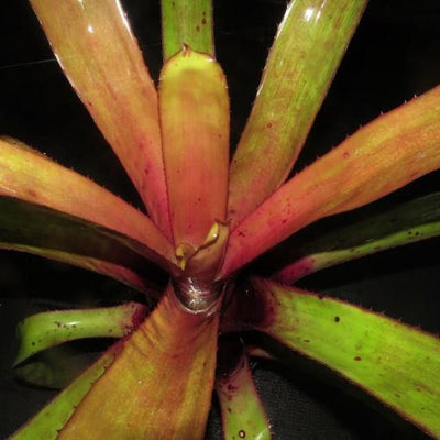 xPortmea (Ae. 'Malva' x Portea petropoliatana) | Bromeliad Paradise