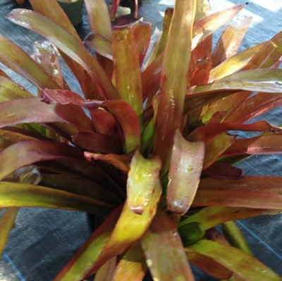 xPortmea 'Pink Paradise' | Bromeliad Paradise