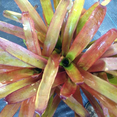 xPortmea 'Pink Paradise' | Bromeliad Paradise