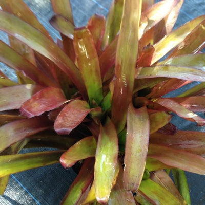 xPortmea 'Pink Paradise' | Bromeliad Paradise